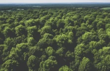 Bois et forêts : investir dans des parts de GFI