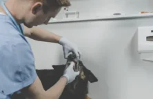 Virbac perd son directeur général mais tient le cap 