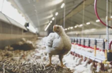 LDC : une valorisation encore abordable