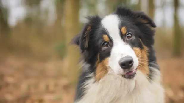 Succession : tout n’est pas permis pour protéger vos animaux de compagnie